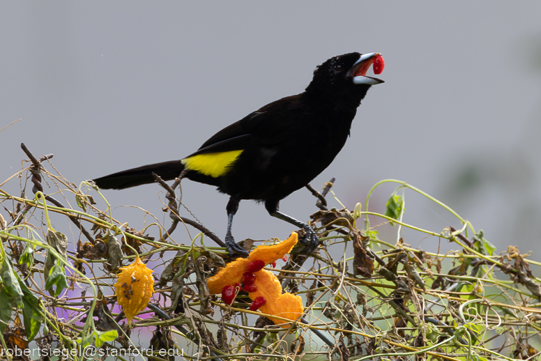 panama